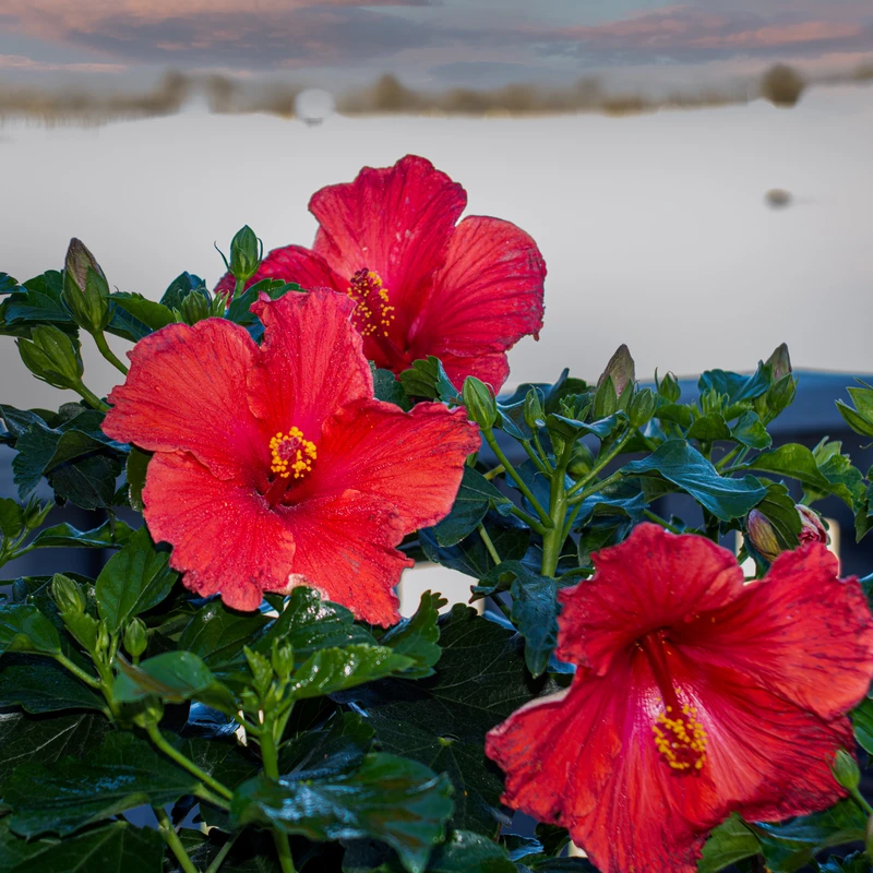 Hollywood Hibiscus™ First To Arrive™ Tropical Hibiscus 2 Hollywood Hibiscus™ First To Arrive™ Tropical Hibiscus - Image 2