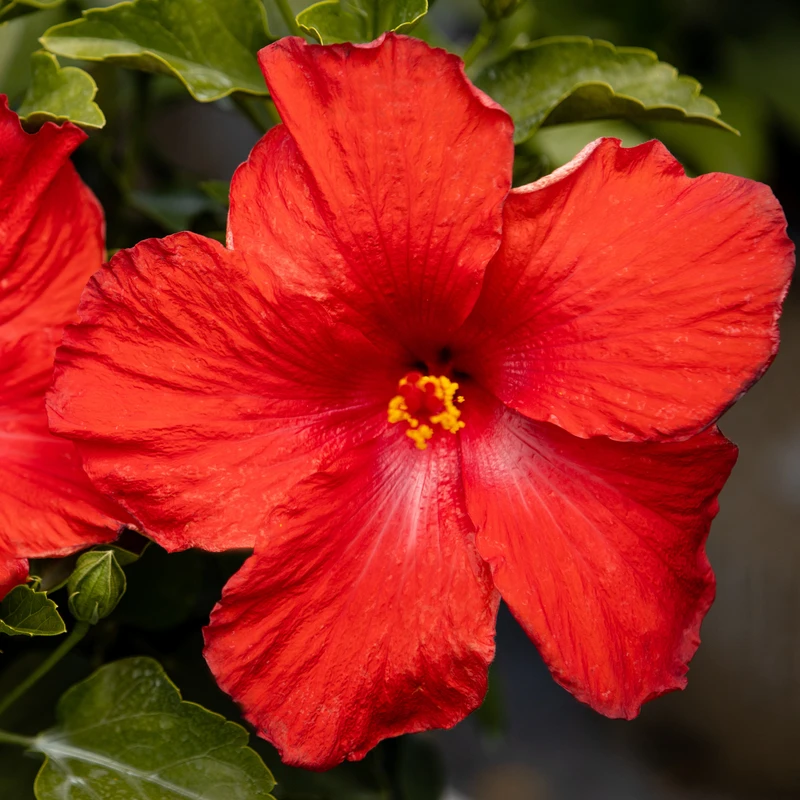 Hollywood Hibiscus™ First To Arrive™ Tropical Hibiscus 3 Hollywood Hibiscus™ First To Arrive™ Tropical Hibiscus - Image 3