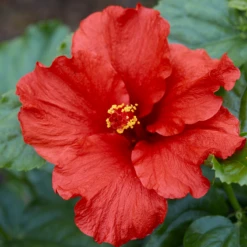 Hollywood Hibiscus™ First To Arrive™ Tropical Hibiscus