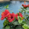 Hollywood Hibiscus™ Hot Shot™ Tropical Hibiscus