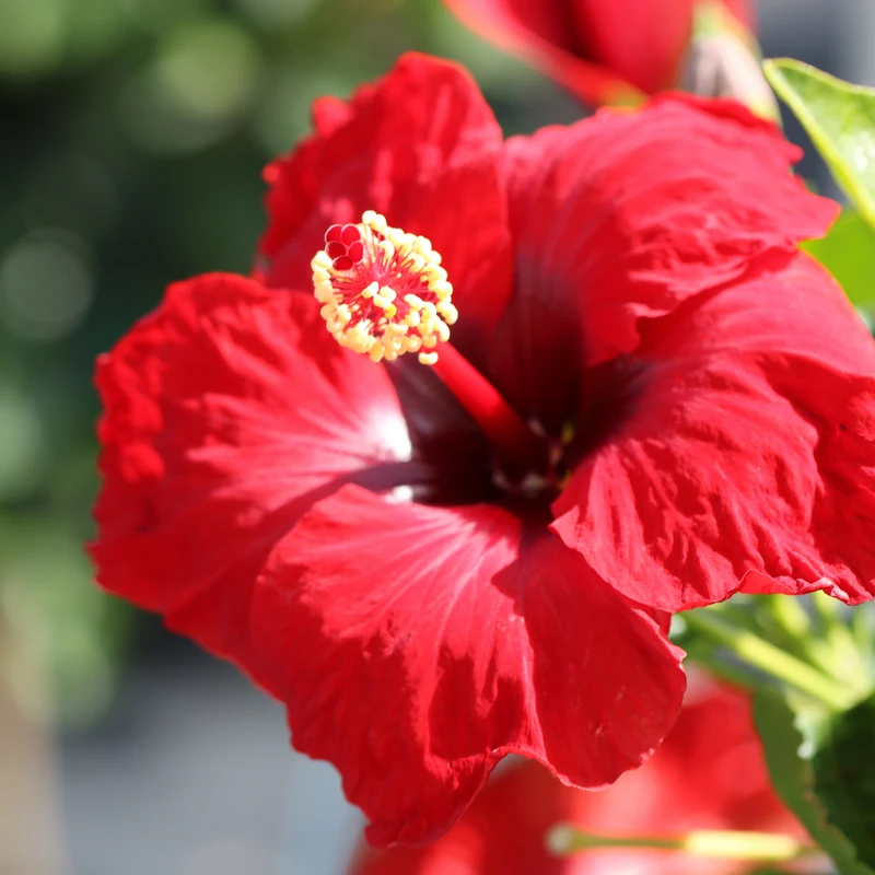 Hollywood Hibiscus™ Hot Shot™ Tropical Hibiscus 2 Hollywood Hibiscus™ Hot Shot™ Tropical Hibiscus - Image 2