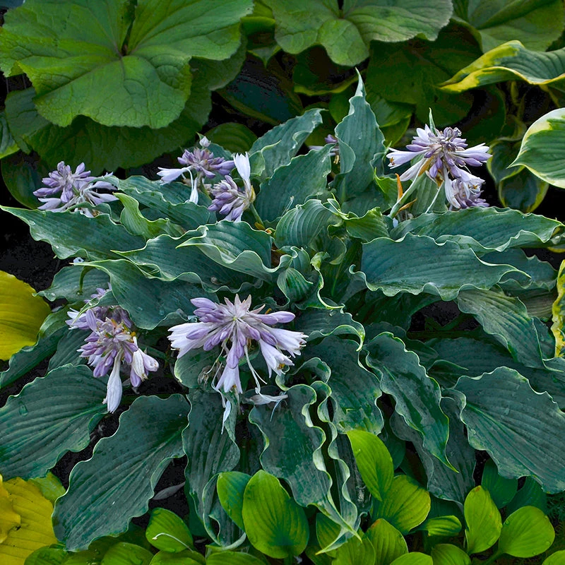 Shadowland® 'Waterslide' Hosta 3 Shadowland® 'Waterslide' Hosta - Image 3