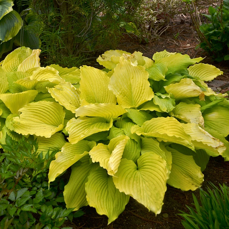 Shadowland® 'Coast To Coast' Hosta 3 Shadowland® 'Coast To Coast' Hosta - Image 3