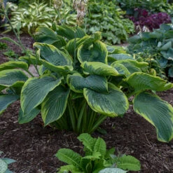 Shadowland® 'Wu-La-La' Hosta 6 Shadowland® 'Wu-La-La' Hosta -AURA Flower Shop Hosta Wu La La 3 P