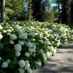 Hydrangeas For Cut Flowers Collection 8 Hydrangeas For Cut Flowers Collection -AURA Flower Shop Hydrangea Annabelle 6