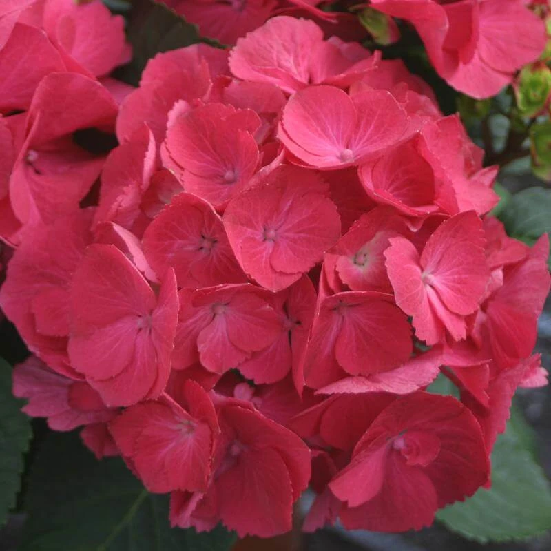 Cityline® Paris Bigleaf Hydrangea 2 Cityline® Paris Bigleaf Hydrangea - Image 2