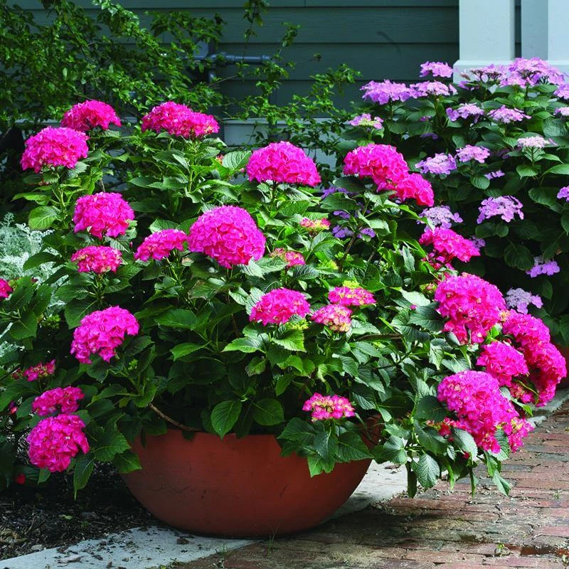 Cityline® Paris Bigleaf Hydrangea 3 Cityline® Paris Bigleaf Hydrangea - Image 3