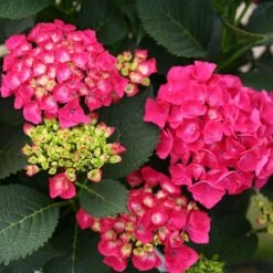 Cityline® Paris Bigleaf Hydrangea 9 Cityline® Paris Bigleaf Hydrangea -AURA Flower Shop Hydrangea Cityline Paris 4 P sw