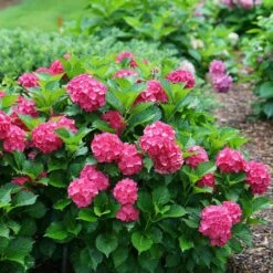 Cityline® Paris Bigleaf Hydrangea 10 Cityline® Paris Bigleaf Hydrangea -AURA Flower Shop Hydrangea Cityline Paris 5 P sw