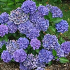 Cityline® Venice Bigleaf Hydrangea 7 Cityline® Venice Bigleaf Hydrangea -AURA Flower Shop Hydrangea Cityline Venice 3 P sw