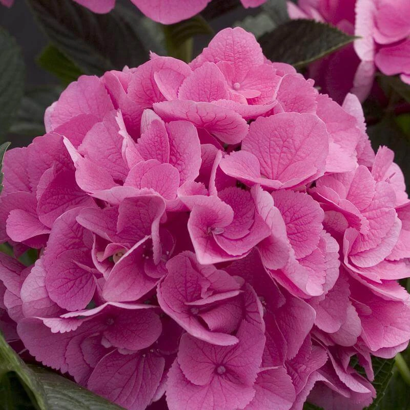 Cityline® Venice Bigleaf Hydrangea 4 Cityline® Venice Bigleaf Hydrangea - Image 4