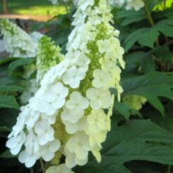 Gatsby Gal® Oakleaf Hydrangea 6 Gatsby Gal® Oakleaf Hydrangea -AURA Flower Shop Hydrangea Gatsby Gal 3 P sw