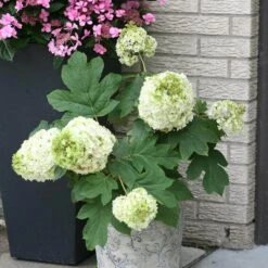 Gatsby Moon® Oakleaf Hydrangea 8 Gatsby Moon® Oakleaf Hydrangea -AURA Flower Shop Hydrangea Gatsby Moon 3 P sw