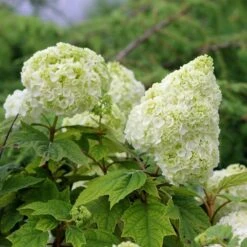 Gatsby Moon® Oakleaf Hydrangea 10 Gatsby Moon® Oakleaf Hydrangea -AURA Flower Shop Hydrangea Gatsby Moon 5 P sw