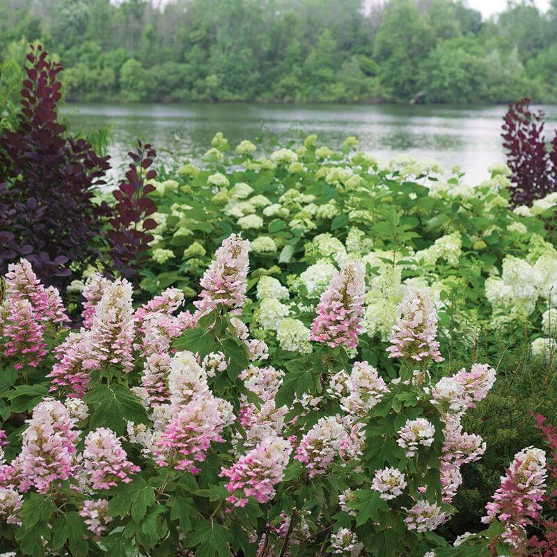 Gatsby Pink® Oakleaf Hydrangea 1 Gatsby Pink® Oakleaf Hydrangea