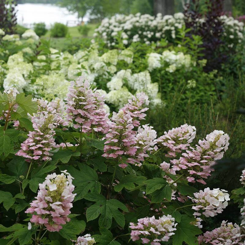 Gatsby Pink® Oakleaf Hydrangea 2 Gatsby Pink® Oakleaf Hydrangea - Image 2