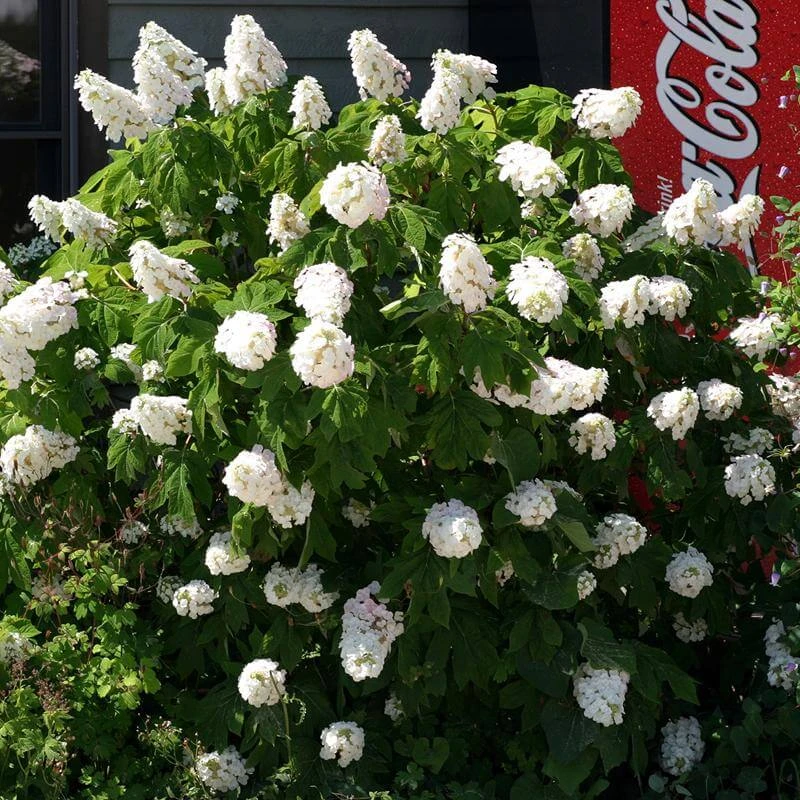 Gatsby Pink® Oakleaf Hydrangea 3 Gatsby Pink® Oakleaf Hydrangea - Image 3