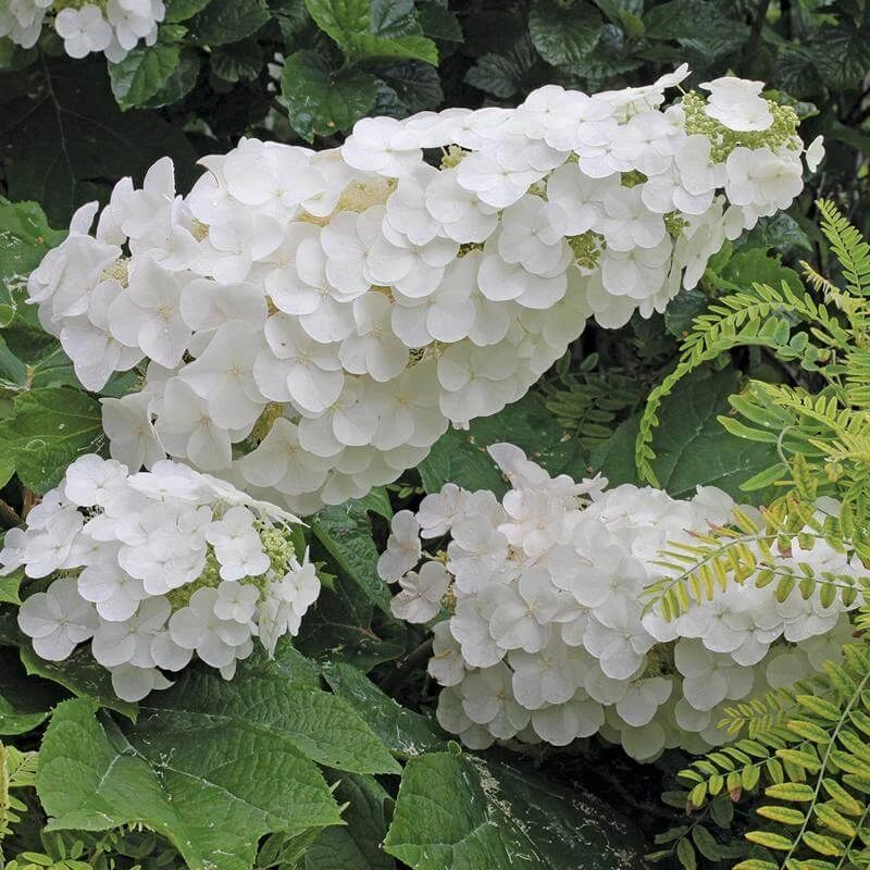 Gatsby Pink® Oakleaf Hydrangea 4 Gatsby Pink® Oakleaf Hydrangea - Image 4