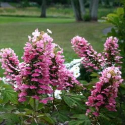 Gatsby Pink® Oakleaf Hydrangea 10 Gatsby Pink® Oakleaf Hydrangea -AURA Flower Shop Hydrangea Gatsby Pink 5 P sw