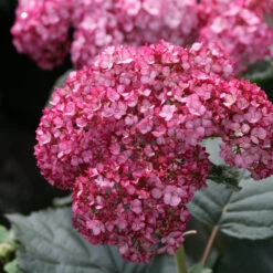 AURA Flower Shop -AURA Flower Shop Hydrangea Invincibelle Ruby 2 P