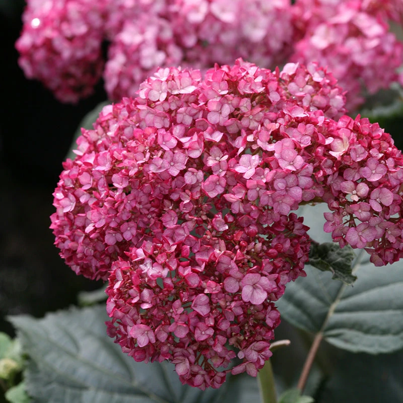 Invincibelle® Ruby Smooth Hydrangea 2 Invincibelle® Ruby Smooth Hydrangea - Image 2