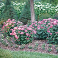 Invincibelle® Ruby Smooth Hydrangea 11 Invincibelle® Ruby Smooth Hydrangea -AURA Flower Shop Hydrangea Invincibelle Ruby 3 P