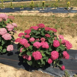 Invincibelle® Ruby Smooth Hydrangea 12 Invincibelle® Ruby Smooth Hydrangea -AURA Flower Shop Hydrangea Invincibelle Ruby 4 P