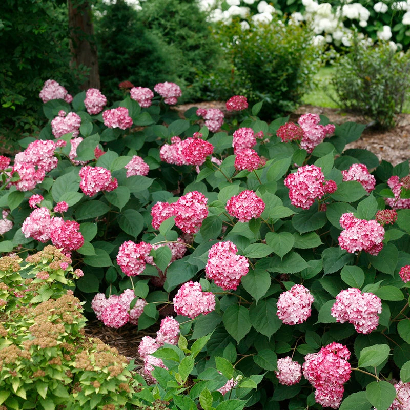 Invincibelle® Ruby Smooth Hydrangea 4 Invincibelle® Ruby Smooth Hydrangea - Image 4