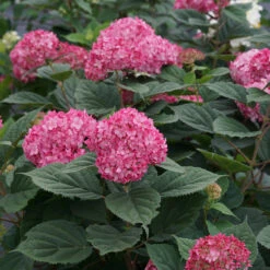 Invincibelle® Ruby Smooth Hydrangea 9 Invincibelle® Ruby Smooth Hydrangea -AURA Flower Shop Hydrangea Invincibelle Ruby 6 P