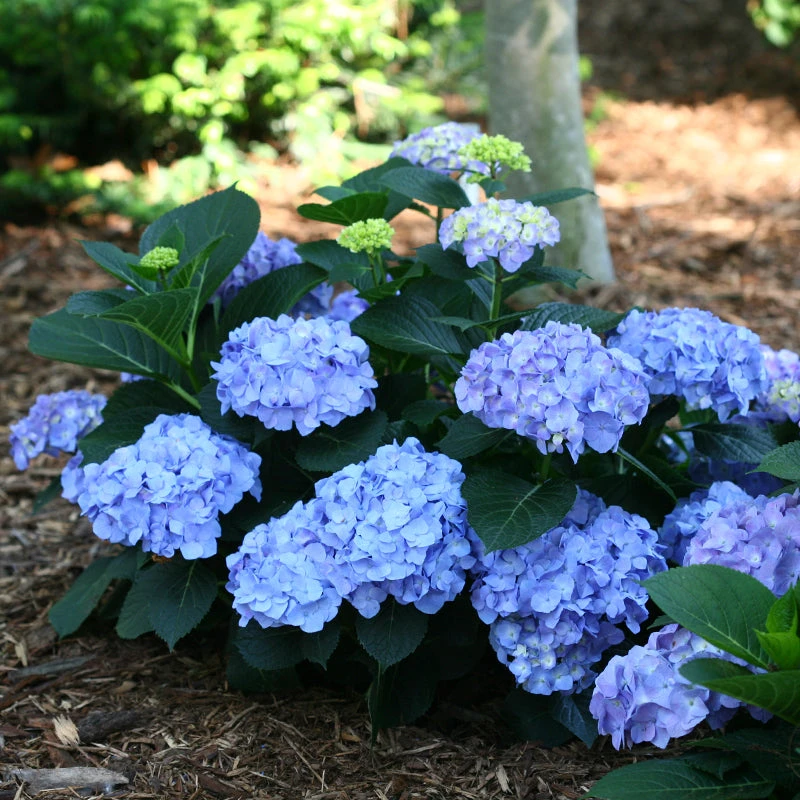 Let's Dance® Blue Jangles® Bigleaf Hydrangea 1 Let's Dance® Blue Jangles® Bigleaf Hydrangea