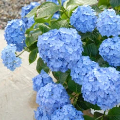 Let's Dance® Blue Jangles® Bigleaf Hydrangea 9 Let's Dance® Blue Jangles® Bigleaf Hydrangea -AURA Flower Shop Hydrangea Lets Dance Blue Jangles 3 P