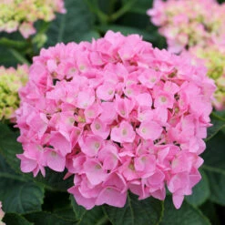 Let's Dance® Blue Jangles® Bigleaf Hydrangea 10 Let's Dance® Blue Jangles® Bigleaf Hydrangea -AURA Flower Shop Hydrangea Lets Dance Blue Jangles 4 P