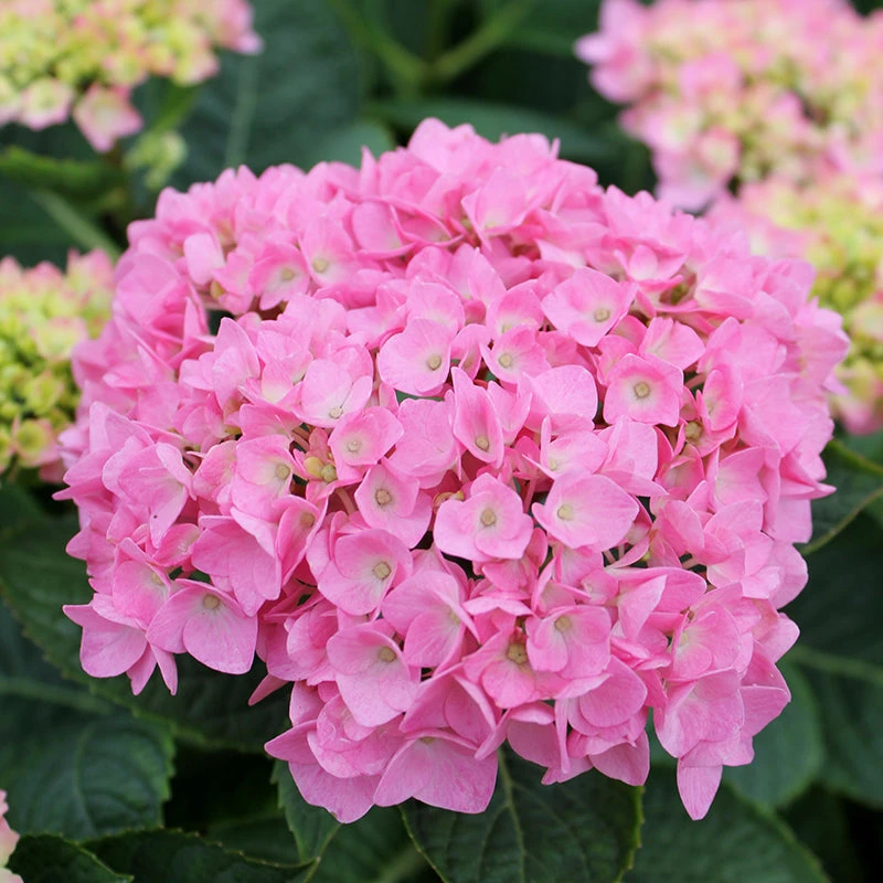 Let's Dance® Blue Jangles® Bigleaf Hydrangea 4 Let's Dance® Blue Jangles® Bigleaf Hydrangea - Image 4