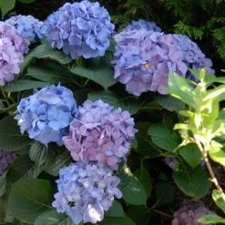 Let's Dance® Blue Jangles® Bigleaf Hydrangea 11 Let's Dance® Blue Jangles® Bigleaf Hydrangea -AURA Flower Shop Hydrangea Lets Dance Blue Jangles 5 P