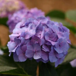 Let's Dance® Blue Jangles® Bigleaf Hydrangea 12 Let's Dance® Blue Jangles® Bigleaf Hydrangea -AURA Flower Shop Hydrangea Lets Dance Blue Jangles 6 P
