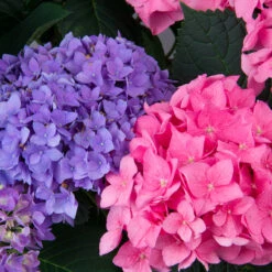Let's Dance® Rhythmic Blue® Bigleaf Hydrangea -AURA Flower Shop Hydrangea Lets Dance Rhythmic Blue 3 P