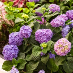 Let's Dance® Rhythmic Blue® Bigleaf Hydrangea -AURA Flower Shop Hydrangea Lets Dance Rhythmic Blue 4 P
