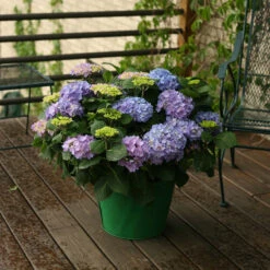 Let's Dance® Rhythmic Blue® Bigleaf Hydrangea -AURA Flower Shop Hydrangea Lets Dance Rhythmic Blue 5 P