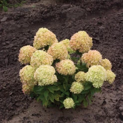 Little Lime® Panicle Hydrangea 10 Little Lime® Panicle Hydrangea -AURA Flower Shop Hydrangea Little Lime 1 P