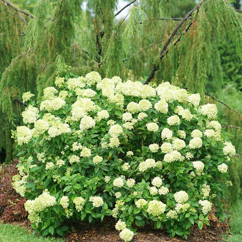 Little Lime® Panicle Hydrangea 2 Little Lime® Panicle Hydrangea - Image 2