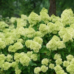 AURA Flower Shop 6 Little Lime® Panicle Hydrangea