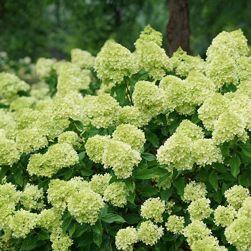Little Lime® Panicle Hydrangea 1 Little Lime® Panicle Hydrangea