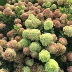 Little Lime® Panicle Hydrangea 11 Little Lime® Panicle Hydrangea -AURA Flower Shop Hydrangea Little Lime 4 P