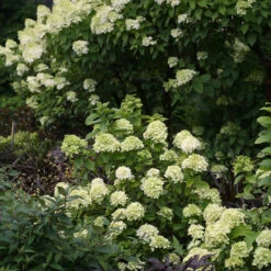 Little Lime® Panicle Hydrangea 13 Little Lime® Panicle Hydrangea -AURA Flower Shop Hydrangea Little Lime 6 P