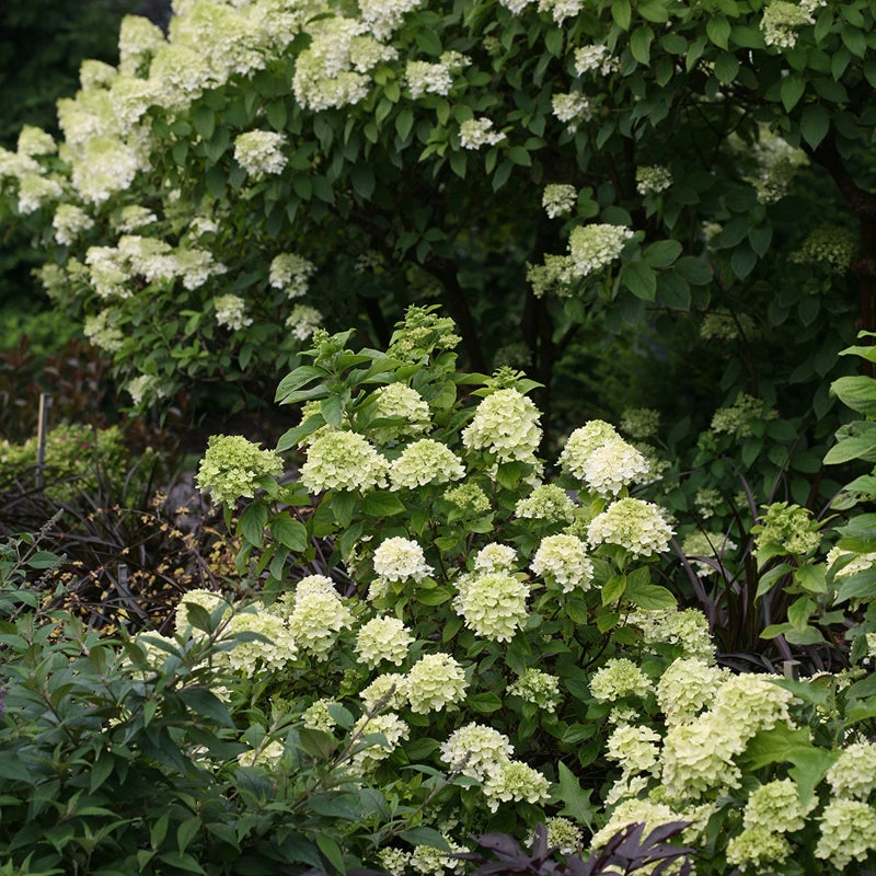 Little Lime® Panicle Hydrangea 6 Little Lime® Panicle Hydrangea - Image 6