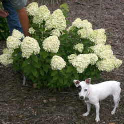 Little Lime® Panicle Hydrangea 14 Little Lime® Panicle Hydrangea -AURA Flower Shop Hydrangea Little Lime 7 P