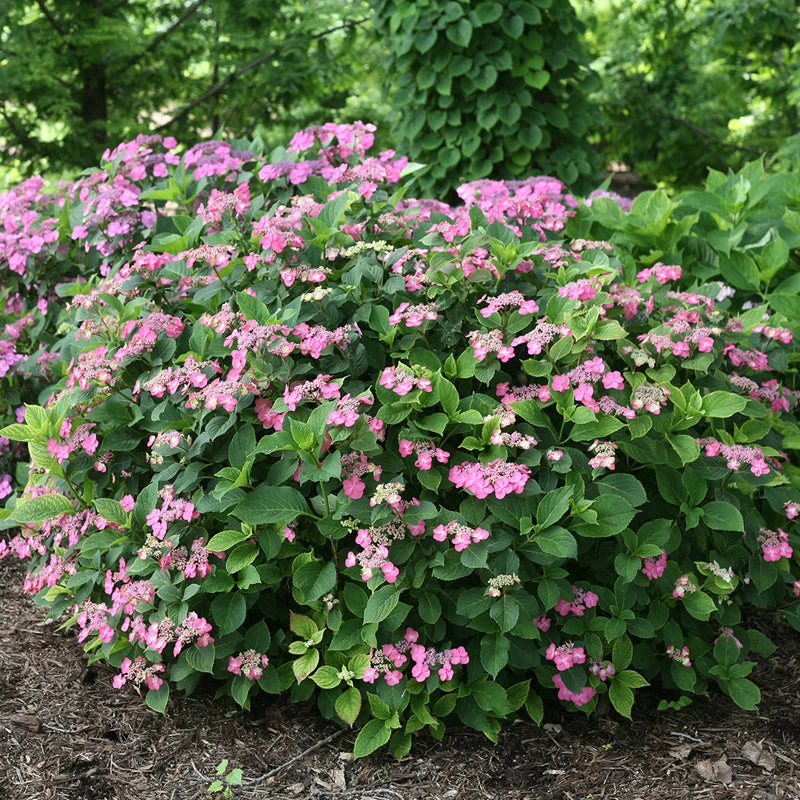 Tuff Stuff™ Red Mountain Hydrangea 1 Tuff Stuff™ Red Mountain Hydrangea