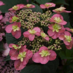 Tuff Stuff™ Red Mountain Hydrangea 7 Tuff Stuff™ Red Mountain Hydrangea -AURA Flower Shop Hydrangea Tuff Stuf Red 2 P