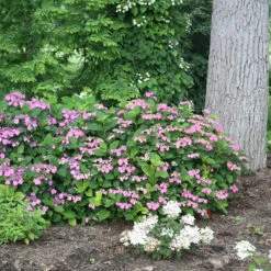 Tuff Stuff™ Red Mountain Hydrangea 8 Tuff Stuff™ Red Mountain Hydrangea -AURA Flower Shop Hydrangea Tuff Stuf Red 4 P