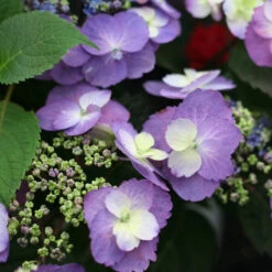 Tuff Stuff™ Mountain Hydrangea 7 Tuff Stuff™ Mountain Hydrangea -AURA Flower Shop Hydrangea Tuff Stuff 4 P